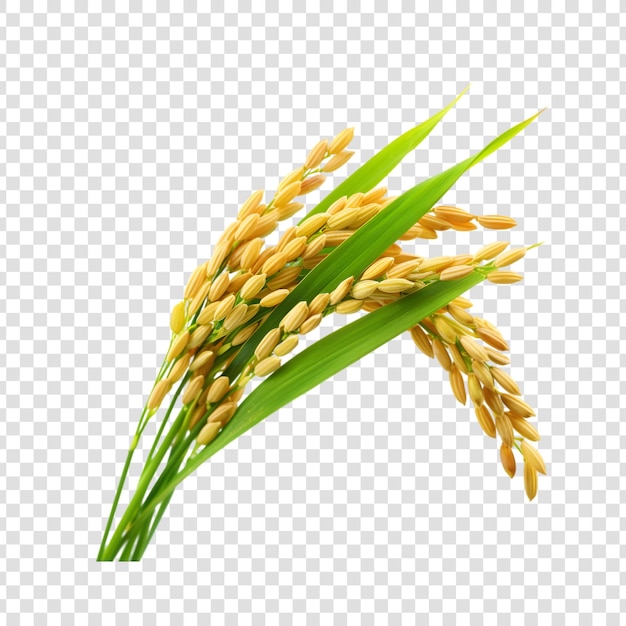 Ears of rice isolated on a white background