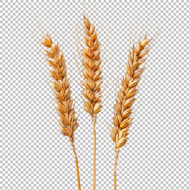 Ears of rye isolated on a white without shadow