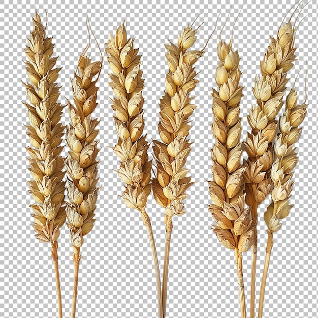 Ears of rye isolated on a white without shadow