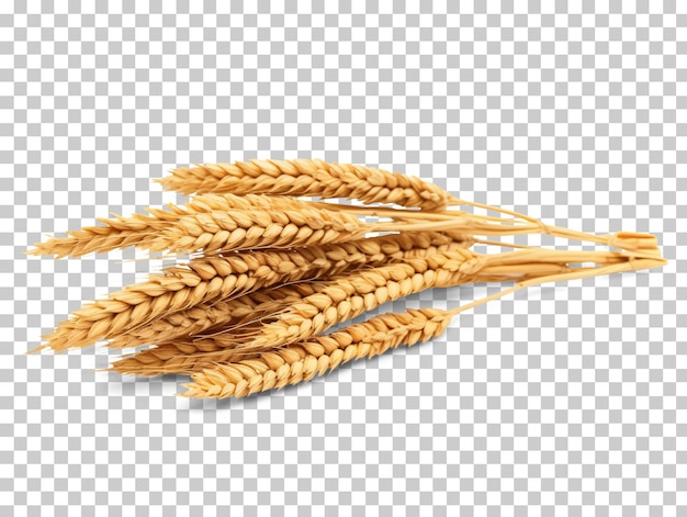 Ears of wheat isolated on transparent background png psd