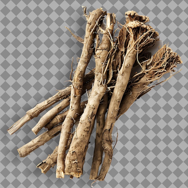 Echinacea Root Type of Herb Echinacea Purpurea Form of Herb Isolated Object on Clean Background