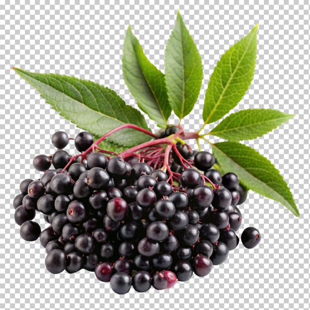 elderberry fruit and green leaves on transparent background