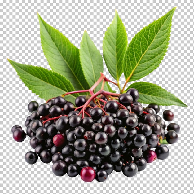 PSD elderberry fruit and green leaves on transparent background