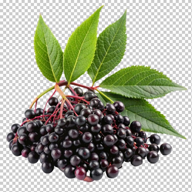 PSD elderberry fruit and green leaves on transparent background