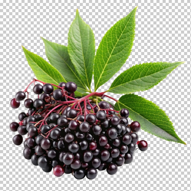 PSD elderberry fruit and green leaves on transparent background