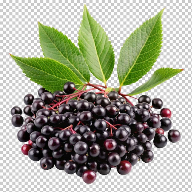 elderberry fruit and green leaves on transparent background