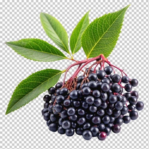 elderberry fruit and green leaves on transparent background