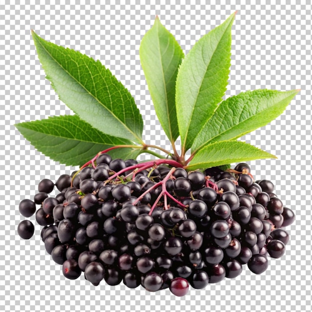 elderberry fruit and green leaves on transparent background