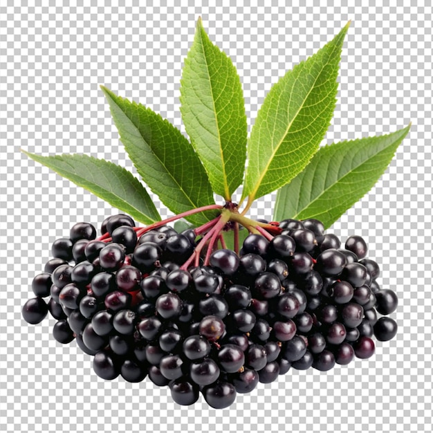 elderberry fruit and green leaves on transparent background