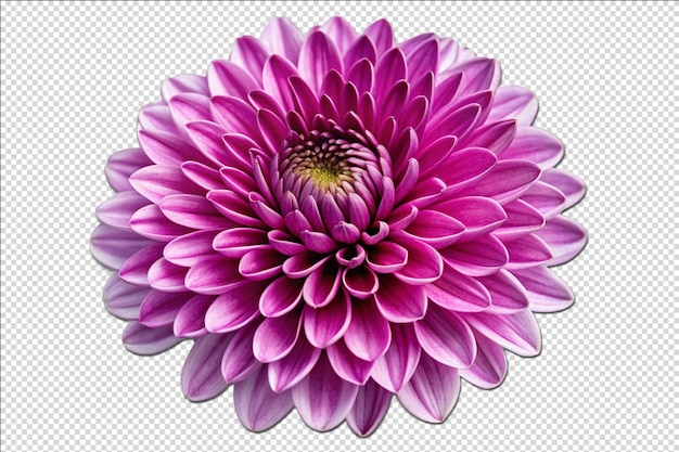 elegant purple chrysanthemum sticker on Transparent background