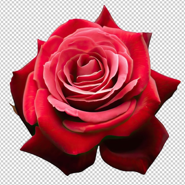 Elegant Rose A Symbol of Love