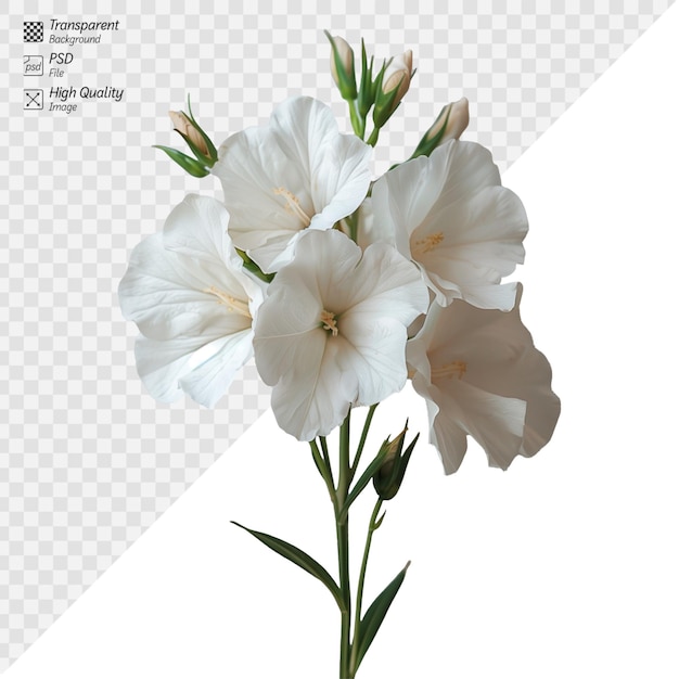 Elegant white geranium flowers isolated on transparent background