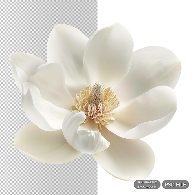 PSD elegant white magnolia flower in full bloom isolated on white background botanical beauty and natural elegance