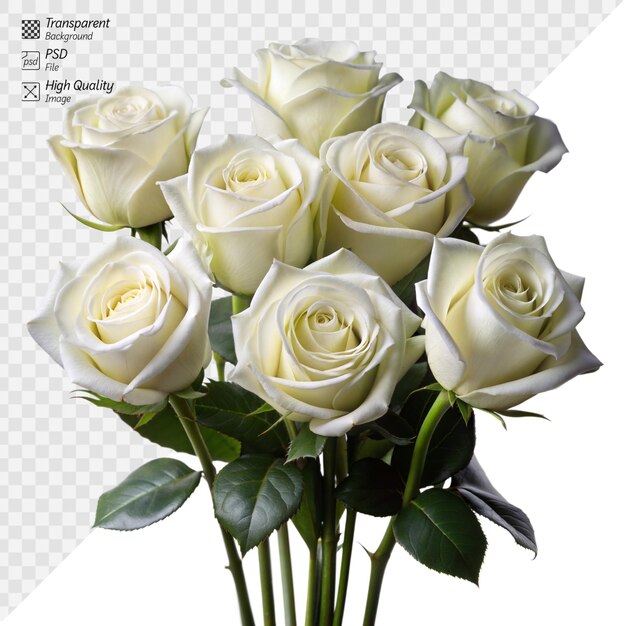 Elegant white roses bouquet on a seamless backdrop