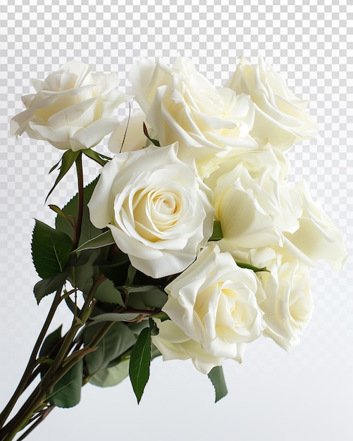 PSD elegant white roses in soft studio lighting