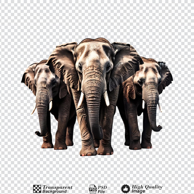 elephant group isolated on transparent background