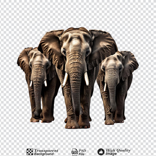 elephant group isolated on transparent background