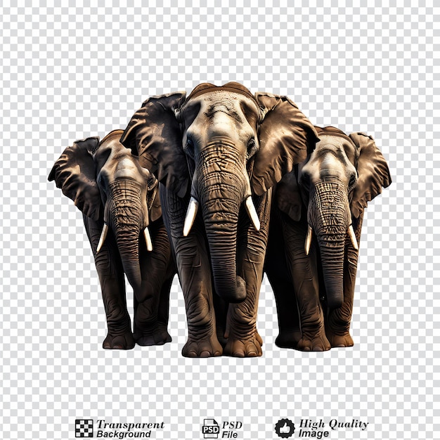 elephant group isolated on transparent background