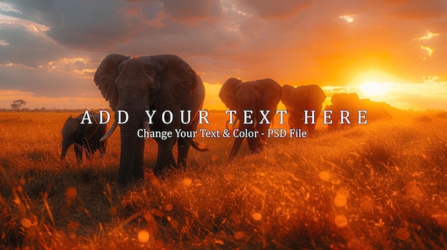 PSD elephant herd at sunset