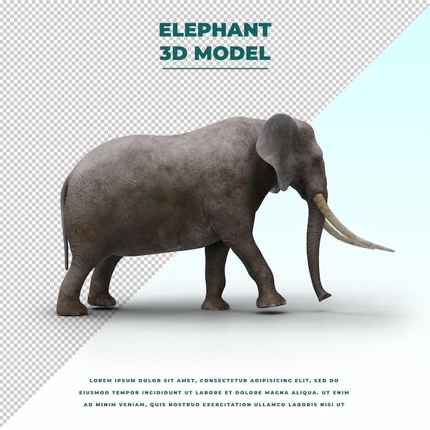 Elephant isolated