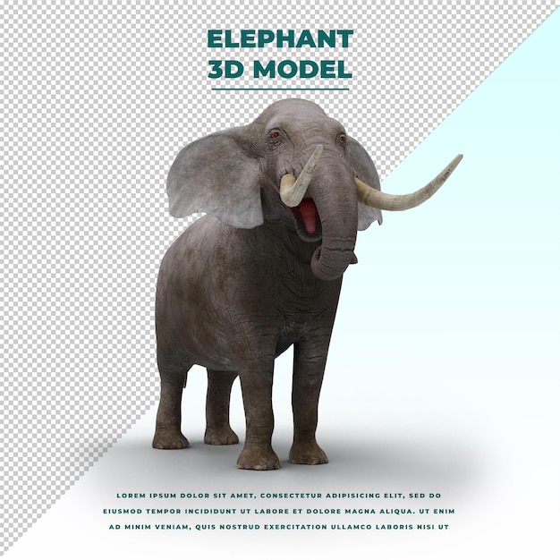 Elephant isolated