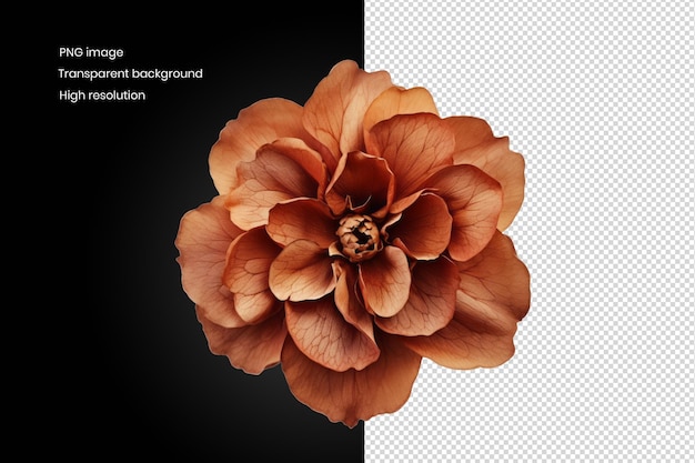 PSD elevated brown flower snapshot