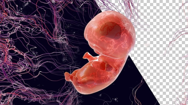 Embryo for 6 weeks 3d Render 6 or 8 weeks of pregnancy Fetus in the womb