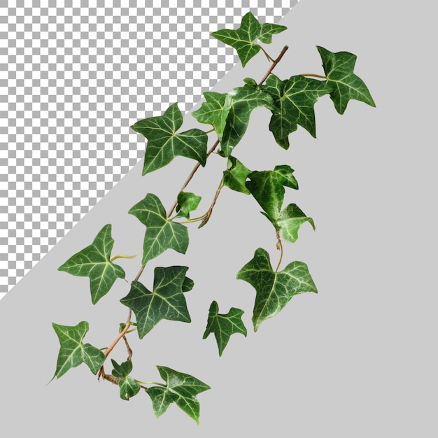 PSD english ivy on transparent background