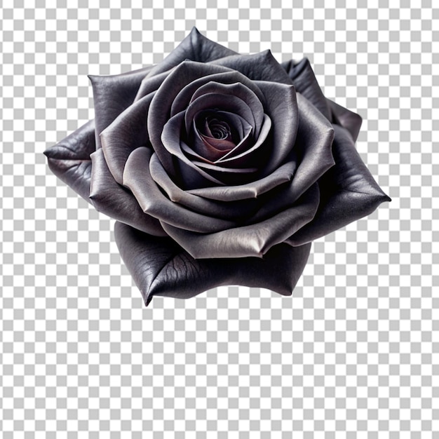 enigmatic black rose with thorns Transparent background