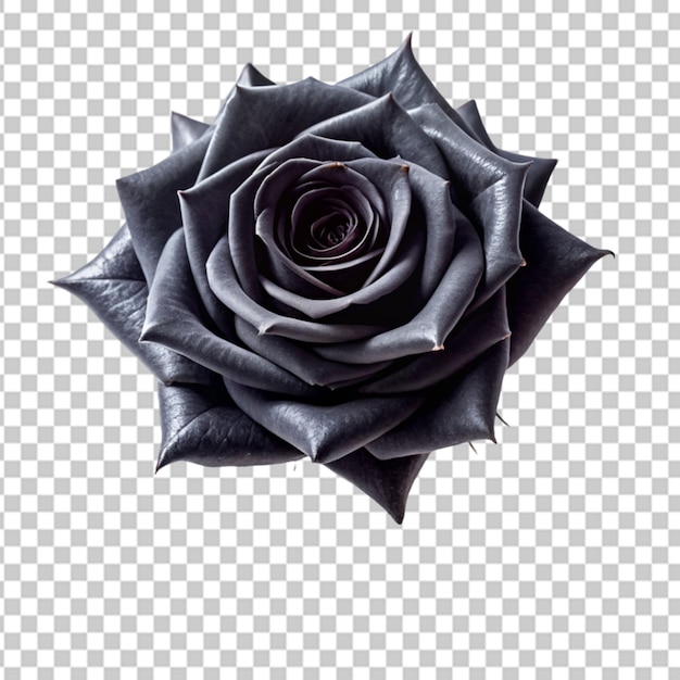 enigmatic black rose with thorns Transparent background