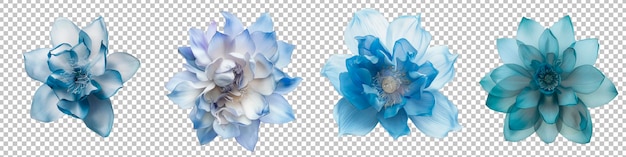 Ethereal Blue Lotus Flower with Delicate Petals Set Isolated on Top View Transparent Background