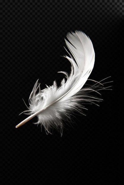 PSD ethereal white feather floating isolated on pure black background