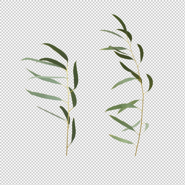 Eucalypthus leaves isolated