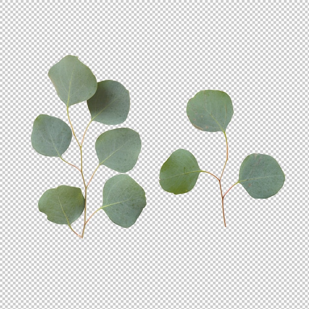 Eucalypthus leaves isolated