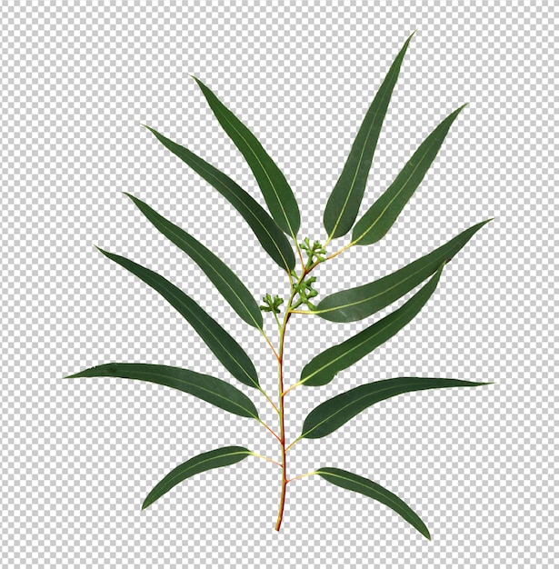 Eucalypthus Leaves isolated