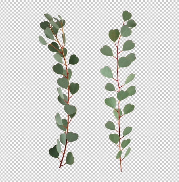 Eucalypthus Leaves on transparent background