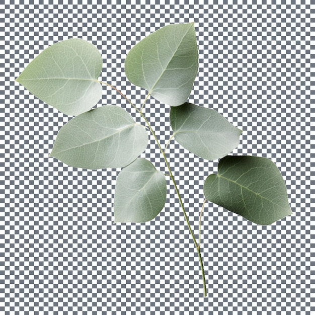 Eucalyptus leaves isolated on transparent background