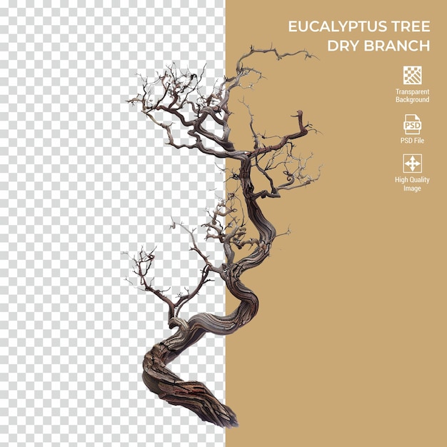 PSD eucalyptus tree dry branch isolated on transparent background psd