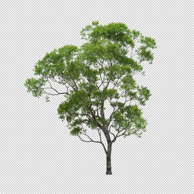 Eucalyptus tree with isolated Background, Tree 3d render