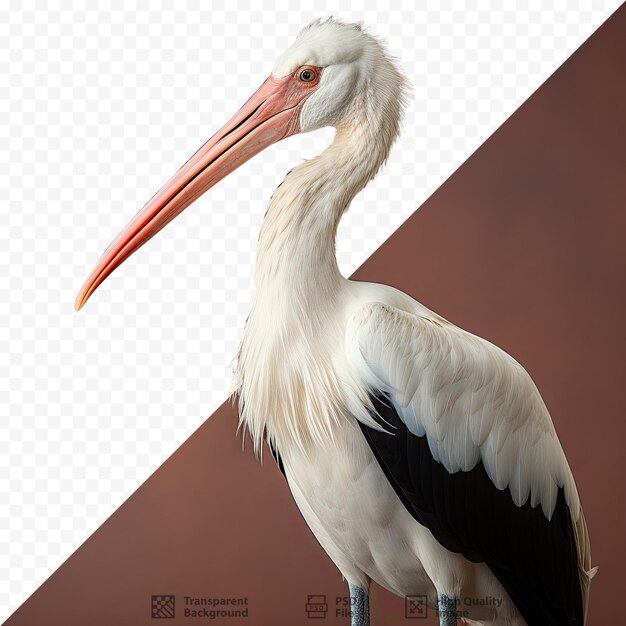 PSD european stork