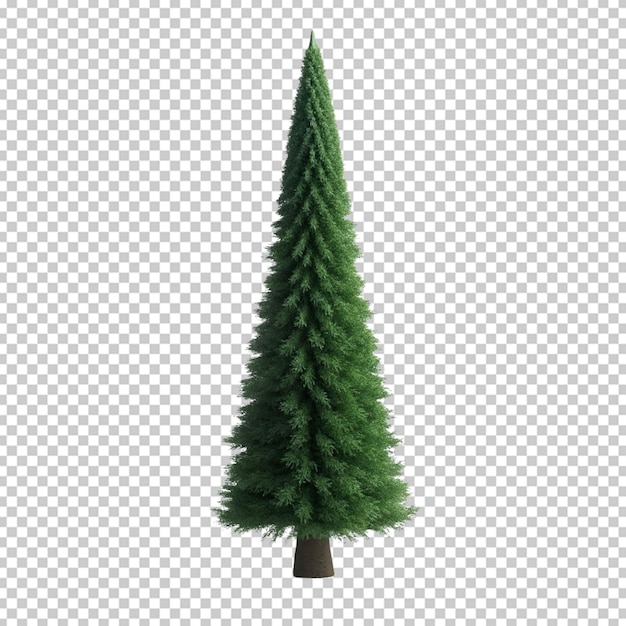 evergreen on white background