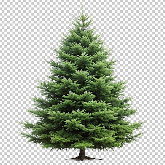 evergreen on white background