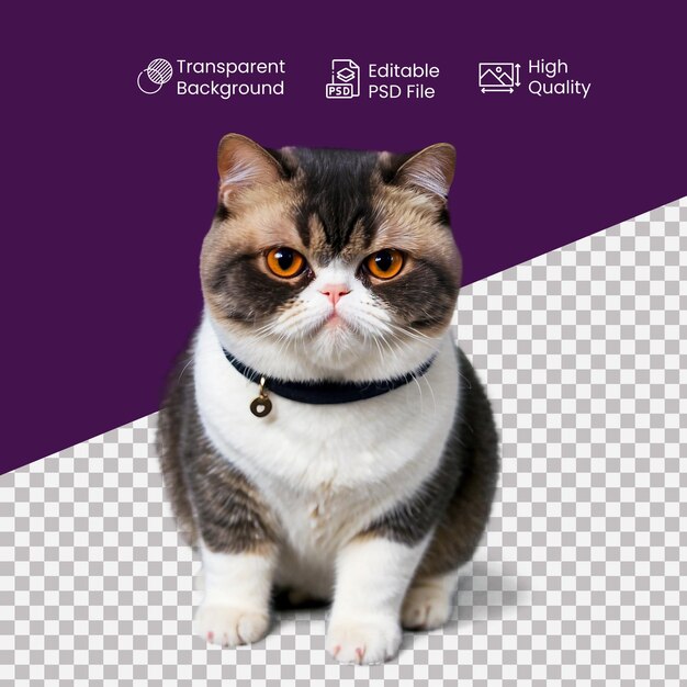 PSD an exotic shorthair on the transparent background