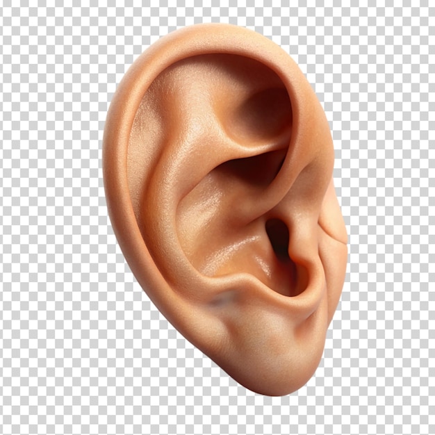 A fake ear with a hole in the middle on transparent background