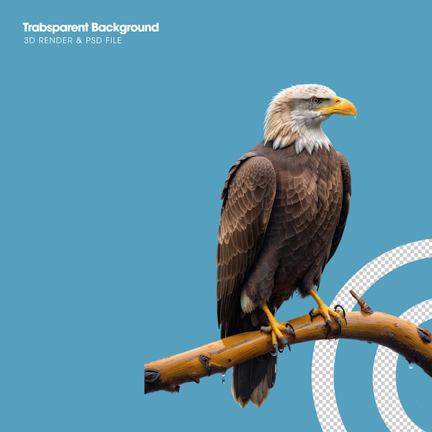 An falconiformes is perched on a tree branch Transparent background