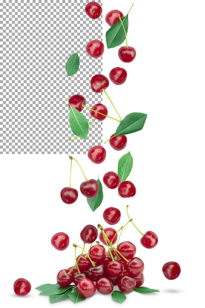 Fall in a bunch of ripe cherries with foliage on a transparent background