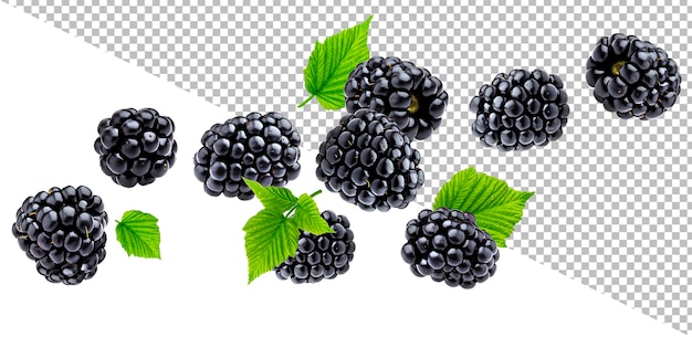 Falling blackberry isolated on white background with clipping path