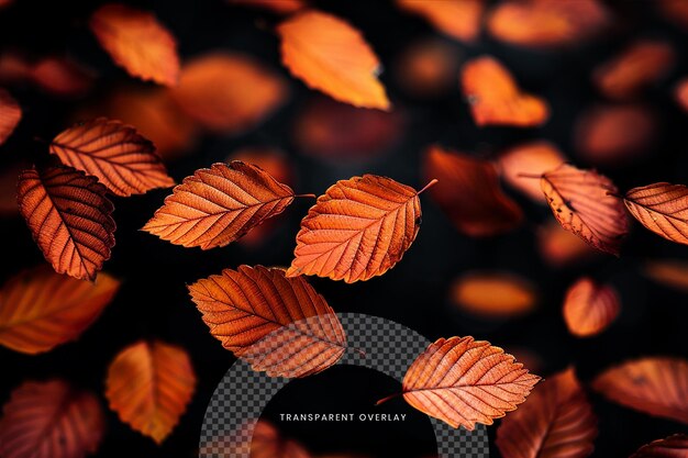 PSD falling leaves overlay on transparent background