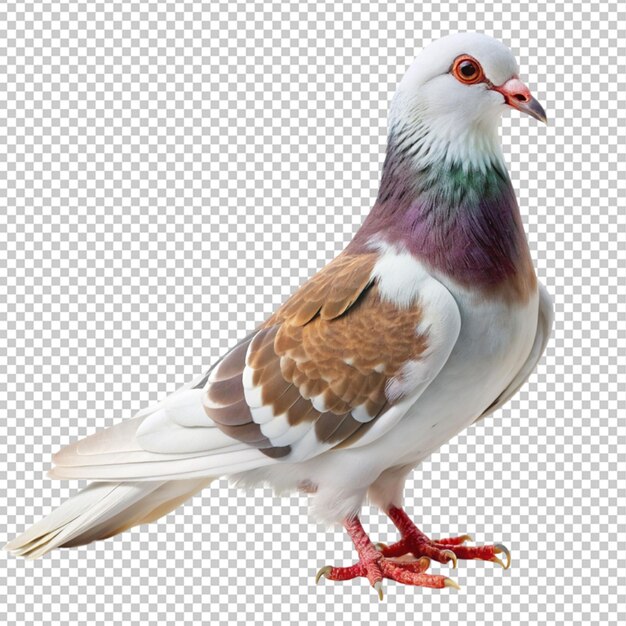 PSD fantail pigeon