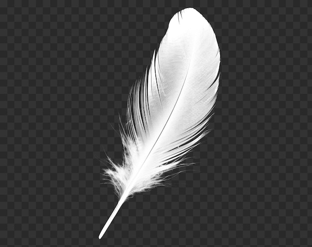 Feather isolated on transparent background png psd